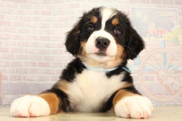 三重県のバーニーズマウンテンドッグ (Coo&RIKU津高茶屋店/2026年2月17日生まれ/男の子/ブラックラストホワイト)の子犬の1枚目の画像