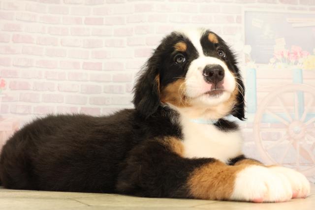 三重県のバーニーズマウンテンドッグ (Coo&RIKU津高茶屋店/2026年2月17日生まれ/男の子/ブラックラストホワイト)の子犬の2枚目の画像