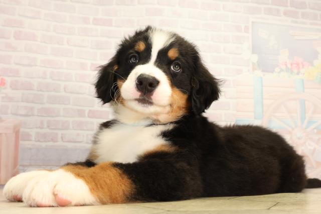 三重県のバーニーズマウンテンドッグ (Coo&RIKU津高茶屋店/2026年2月17日生まれ/男の子/ブラックラストホワイト)の子犬の3枚目の画像