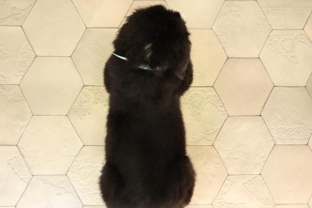 三重県のバーニーズマウンテンドッグ (Coo&RIKU津高茶屋店/2026年2月17日生まれ/男の子/ブラックラストホワイト)の子犬の4枚目の画像