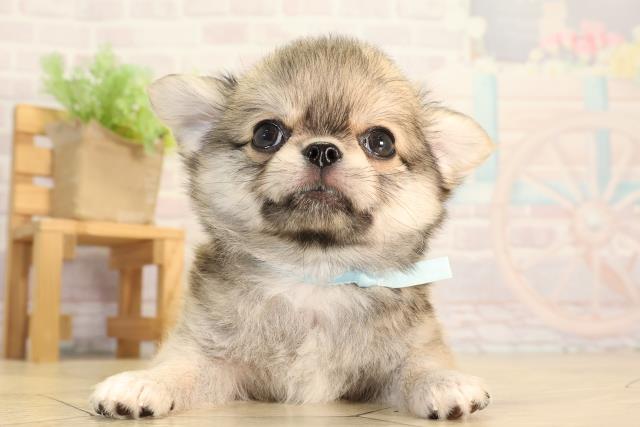 愛知県のチワワ(ロング) (Coo&RIKU豊橋店/2026年2月20日生まれ/男の子/フォーン)の子犬の1枚目の画像