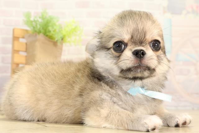 愛知県のチワワ(ロング) (Coo&RIKU豊橋店/2026年2月20日生まれ/男の子/フォーン)の子犬の2枚目の画像