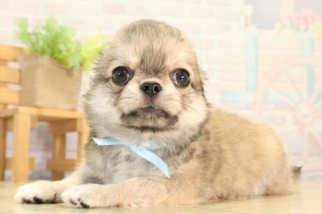 愛知県のチワワ(ロング) (Coo&RIKU豊橋店/2026年2月20日生まれ/男の子/フォーン)の子犬の3枚目の画像