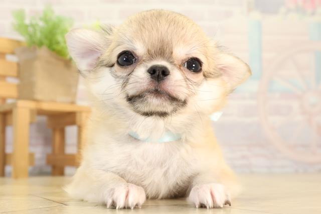 岐阜県のチワワ(ロング) (Coo&RIKU岐阜店/2026年2月20日生まれ/男の子/フォーン)の子犬