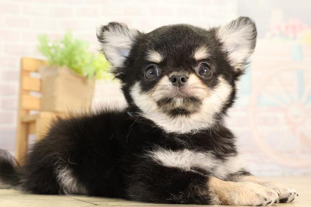 愛知県のチワワ(ロング) (Coo&RIKU名古屋中川店/2026年2月19日生まれ/男の子/ブラッククリーム)の子犬の2枚目の画像