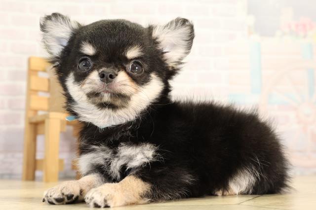 愛知県のチワワ(ロング) (Coo&RIKU名古屋中川店/2026年2月19日生まれ/男の子/ブラッククリーム)の子犬の3枚目の画像