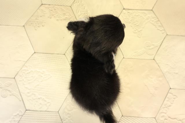 愛知県のチワワ(ロング) (Coo&RIKU名古屋中川店/2026年2月19日生まれ/男の子/ブラッククリーム)の子犬の4枚目の画像