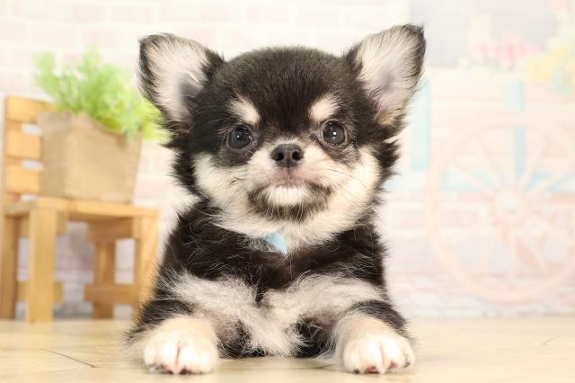 愛知県のチワワ(ロング) (Coo&RIKU東海店/2026年2月19日生まれ/男の子/ブラッククリーム)の子犬