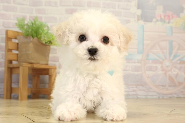 愛知県のビションフリーゼ (Coo&RIKU豊橋店/2026年2月20日生まれ/男の子/ホワイト)の子犬の1枚目の画像