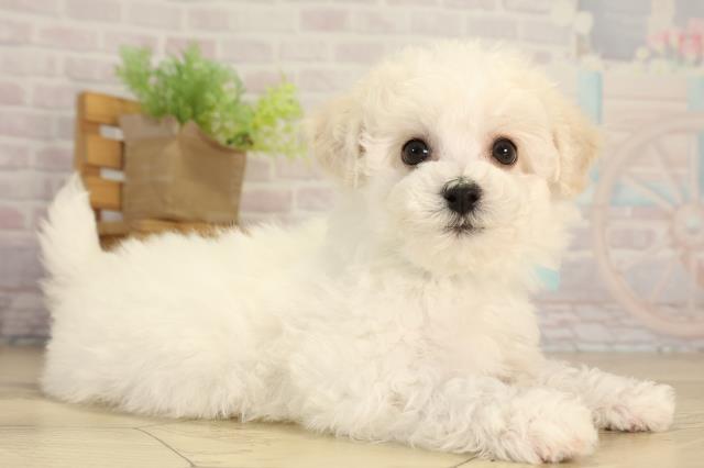 愛知県のビションフリーゼ (Coo&RIKU豊橋店/2026年2月20日生まれ/男の子/ホワイト)の子犬の2枚目の画像