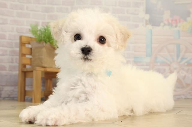 愛知県のビションフリーゼ (Coo&RIKU豊橋店/2026年2月20日生まれ/男の子/ホワイト)の子犬の3枚目の画像