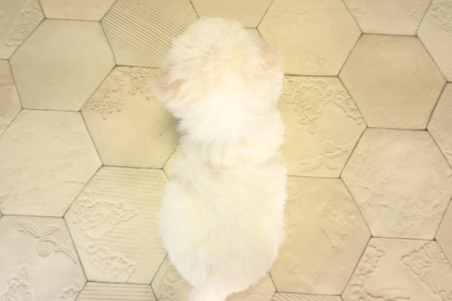 愛知県のビションフリーゼ (Coo&RIKU豊橋店/2026年2月20日生まれ/男の子/ホワイト)の子犬の4枚目の画像