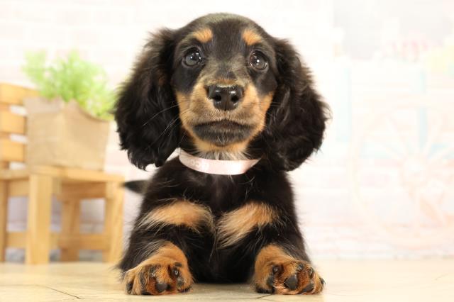 ミニチュア・ダックスフンド