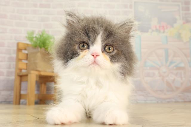 静岡県のミヌエット (Coo&RIKU藤枝店/2026年2月19日生まれ/男の子/ブルーホワイト)の子猫の1枚目の画像