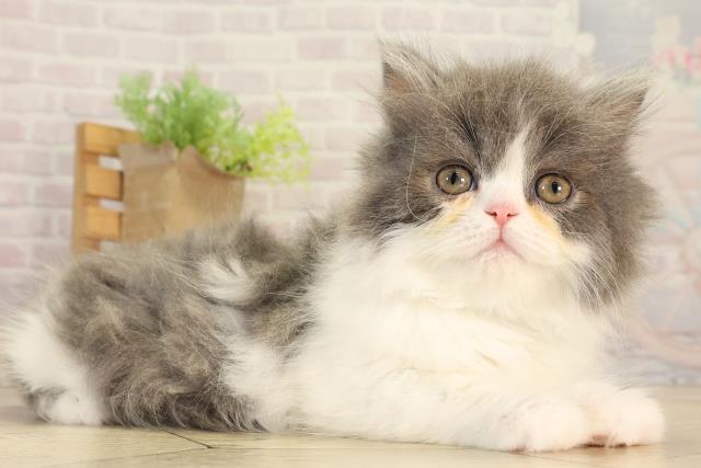 静岡県のミヌエット (Coo&RIKU藤枝店/2026年2月19日生まれ/男の子/ブルーホワイト)の子猫の2枚目の画像