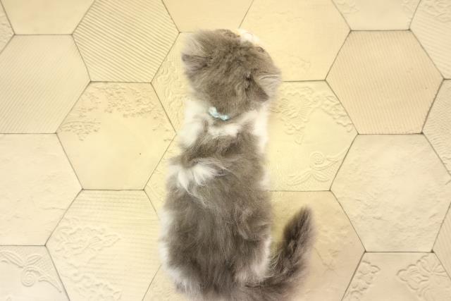 静岡県のミヌエット (Coo&RIKU藤枝店/2026年2月19日生まれ/男の子/ブルーホワイト)の子猫の4枚目の画像