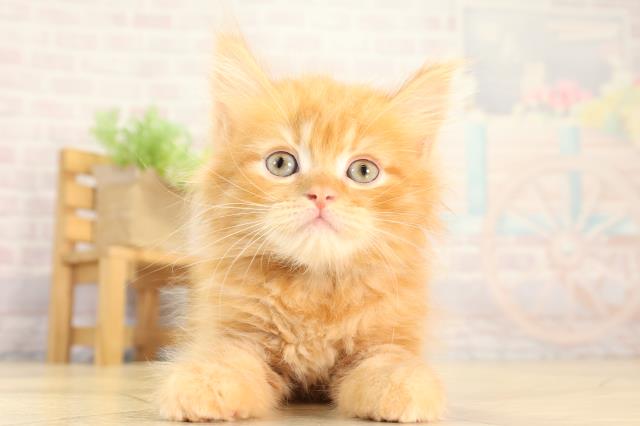 愛知県のミヌエット (Coo&RIKU名古屋滝ノ水店/2026年2月21日生まれ/男の子/レッドタビー)の子猫の1枚目の画像