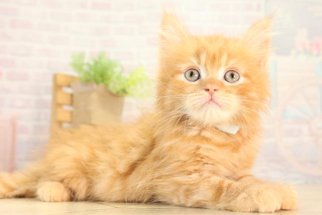 愛知県のミヌエット (Coo&RIKU名古屋滝ノ水店/2026年2月21日生まれ/男の子/レッドタビー)の子猫の2枚目の画像