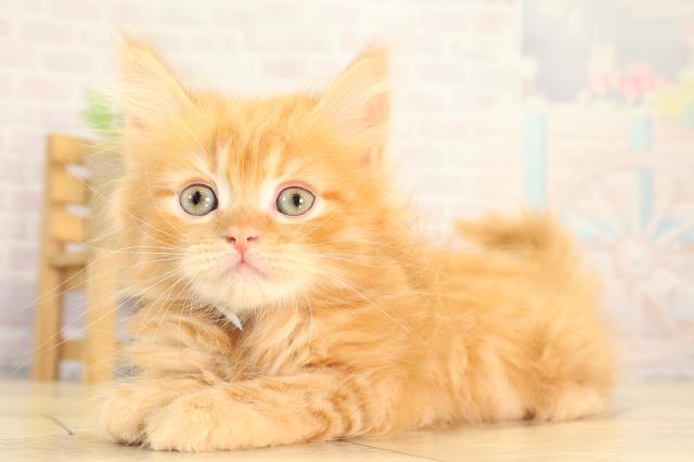 愛知県のミヌエット (Coo&RIKU名古屋滝ノ水店/2026年2月21日生まれ/男の子/レッドタビー)の子猫の3枚目の画像