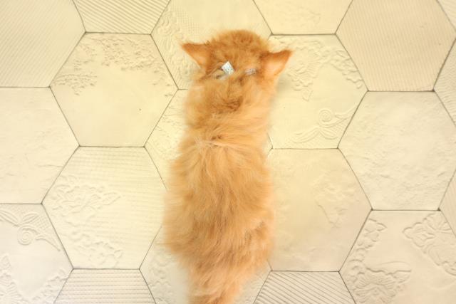 愛知県のミヌエット (Coo&RIKU名古屋滝ノ水店/2026年2月21日生まれ/男の子/レッドタビー)の子猫の4枚目の画像