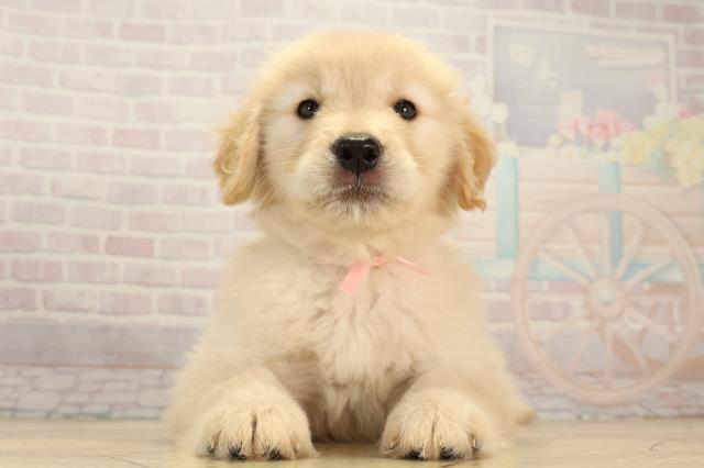 ゴールデン・レトリバー