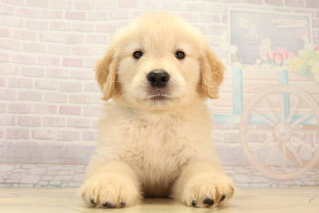 ゴールデン・レトリバー