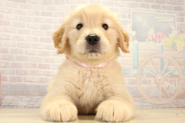 ゴールデン・レトリバー