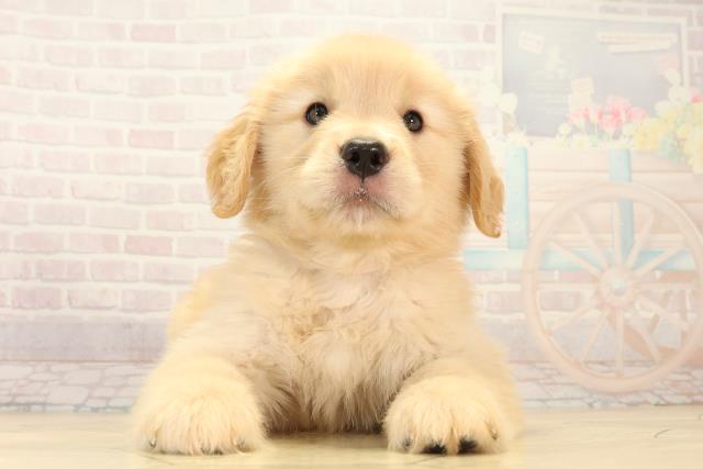 ゴールデン・レトリバー