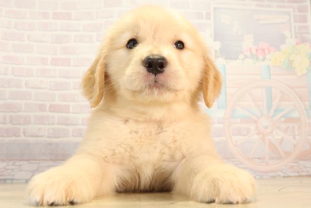 ゴールデン・レトリバー