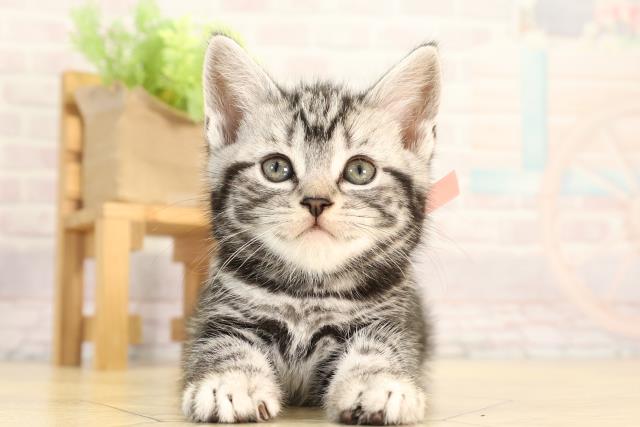 アメリカンショートヘアー