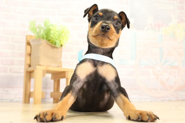 愛知県のミニチュアピンシャー (Coo&RIKU瀬港線守山店/2026年2月18日生まれ/男の子/ブラックタン)の子犬