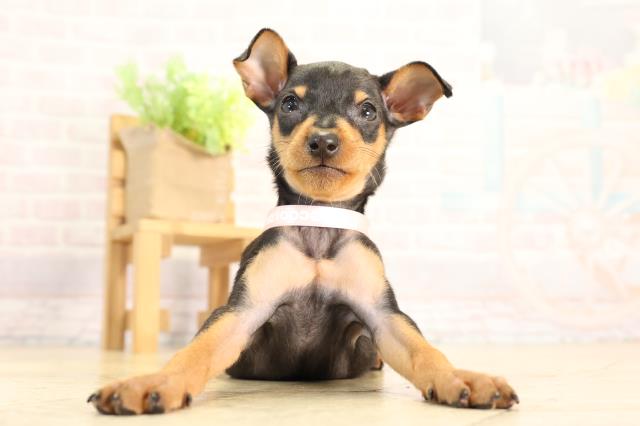 愛知県のミニチュアピンシャー (Coo&RIKU名古屋みなと店/2026年2月18日生まれ/女の子/ブラックタン)の子犬の1枚目の画像