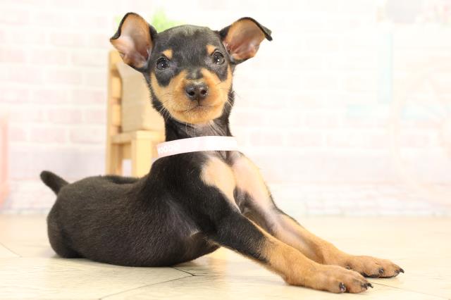 愛知県のミニチュアピンシャー (Coo&RIKU名古屋みなと店/2026年2月18日生まれ/女の子/ブラックタン)の子犬の2枚目の画像