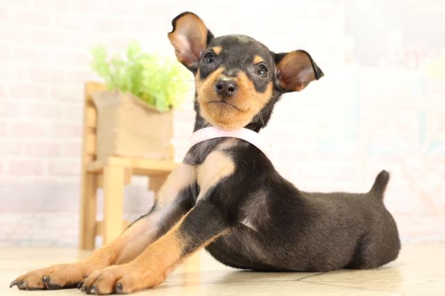 愛知県のミニチュアピンシャー (Coo&RIKU名古屋みなと店/2026年2月18日生まれ/女の子/ブラックタン)の子犬の3枚目の画像