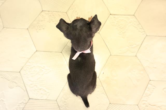 愛知県のミニチュアピンシャー (Coo&RIKU名古屋みなと店/2026年2月18日生まれ/女の子/ブラックタン)の子犬の4枚目の画像