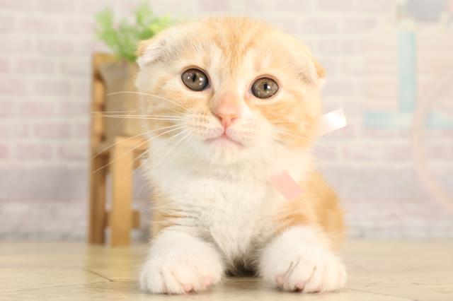 愛知県のスコティッシュフォールド (Coo&RIKU半田店/2026年2月20日生まれ/女の子/クリームタビーホワイト)の子猫の1枚目の画像