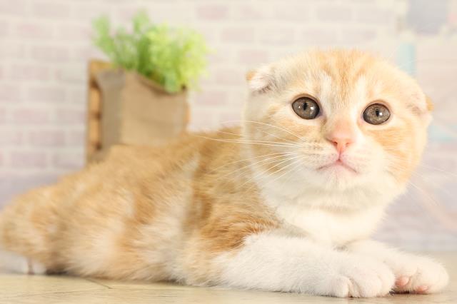 愛知県のスコティッシュフォールド (Coo&RIKU半田店/2026年2月20日生まれ/女の子/クリームタビーホワイト)の子猫の2枚目の画像