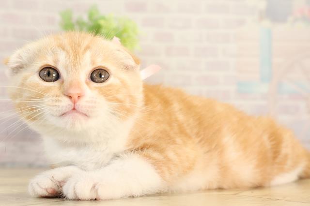 愛知県のスコティッシュフォールド (Coo&RIKU半田店/2026年2月20日生まれ/女の子/クリームタビーホワイト)の子猫の3枚目の画像