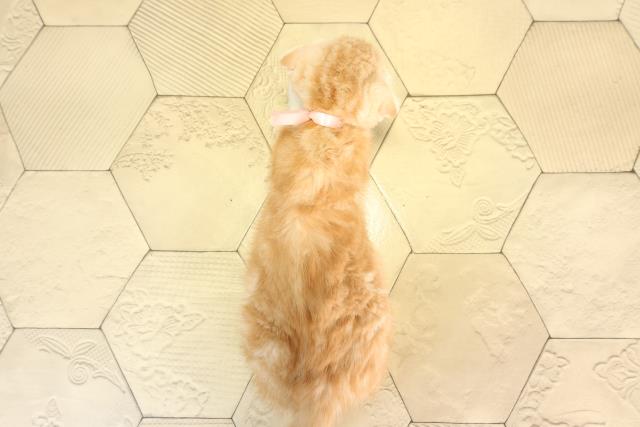 愛知県のスコティッシュフォールド (Coo&RIKU半田店/2026年2月20日生まれ/女の子/クリームタビーホワイト)の子猫の4枚目の画像