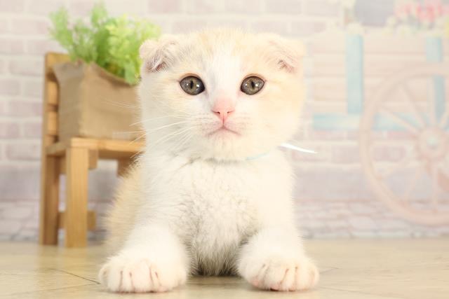 愛知県のスコティッシュフォールド (Coo&RIKU岡崎店/2026年2月20日生まれ/男の子/クリームタビーホワイト)の子猫の1枚目の画像