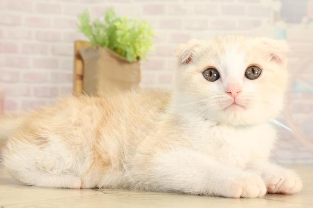 愛知県のスコティッシュフォールド (Coo&RIKU岡崎店/2026年2月20日生まれ/男の子/クリームタビーホワイト)の子猫の2枚目の画像