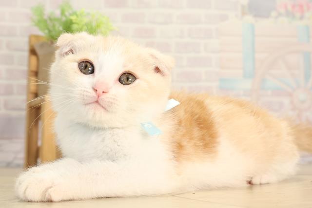 愛知県のスコティッシュフォールド (Coo&RIKU岡崎店/2026年2月20日生まれ/男の子/クリームタビーホワイト)の子猫の3枚目の画像