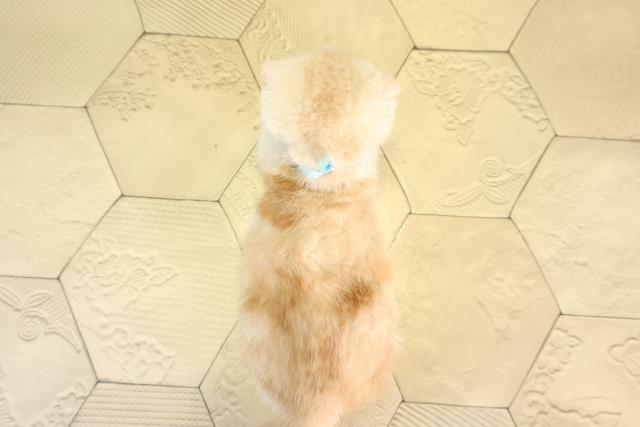 愛知県のスコティッシュフォールド (Coo&RIKU岡崎店/2026年2月20日生まれ/男の子/クリームタビーホワイト)の子猫の4枚目の画像