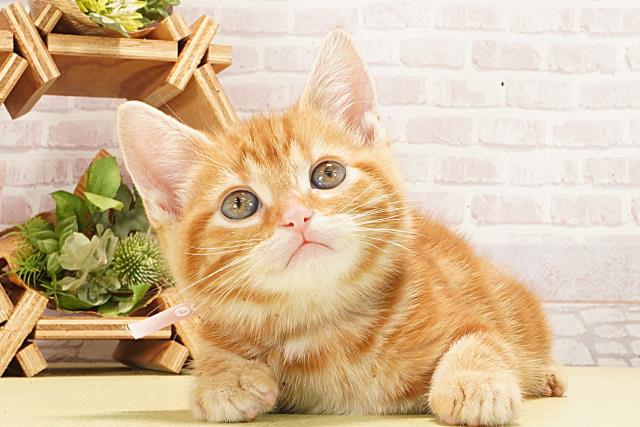 アメリカンショートヘアー