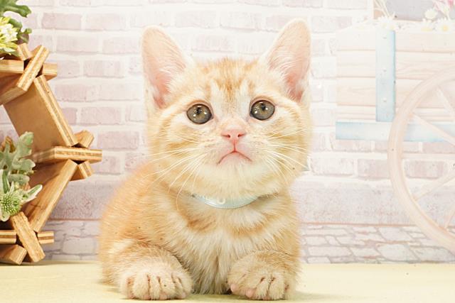 アメリカンショートヘアー