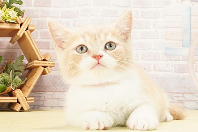 静岡県のブリティッシュショートヘアー (Coo&RIKU沼津店/2026年2月20日生まれ/女の子/クリームタビーホワイト)の子猫