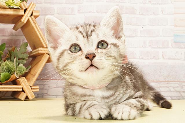 アメリカンショートヘアー