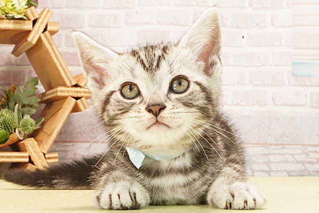 三重県のアメリカンショートヘアー (Coo&RIKU津高茶屋店/2026年2月22日生まれ/男の子/シルバータビー)の子猫の1枚目の画像