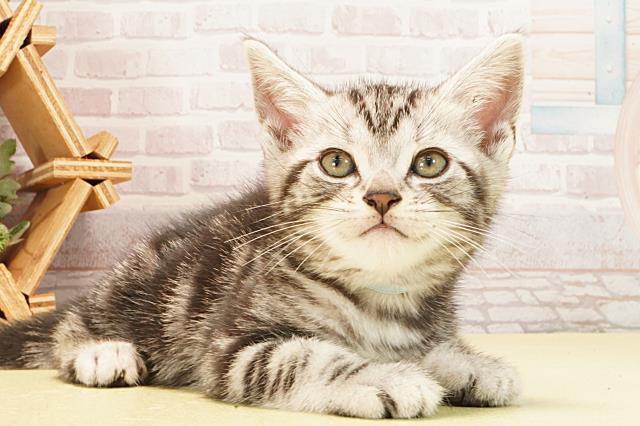 三重県のアメリカンショートヘアー (Coo&RIKU津高茶屋店/2026年2月22日生まれ/男の子/シルバータビー)の子猫の2枚目の画像