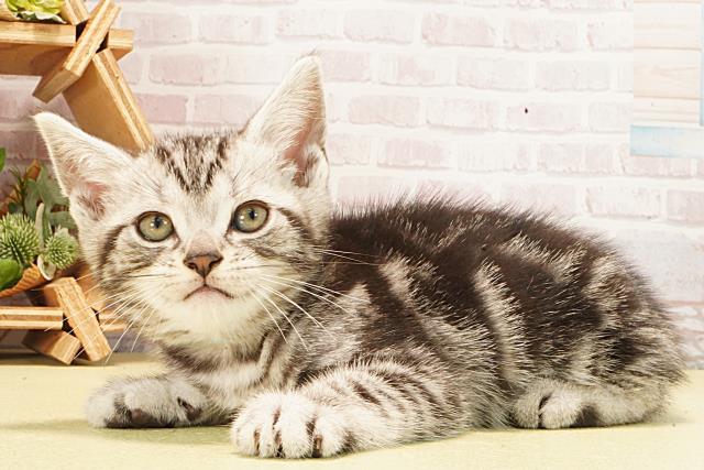 三重県のアメリカンショートヘアー (Coo&RIKU津高茶屋店/2026年2月22日生まれ/男の子/シルバータビー)の子猫の3枚目の画像